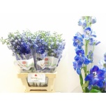 Delphinium Kukekannus Guard Blue 70cm