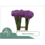 Allium Lauk Statos 75cm