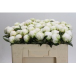 Paeonia Pojeng Madame Claude Tain 40cm