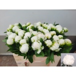 Paeonia Pojeng Madame Claude Tain 50cm