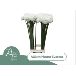 Allium Lauk Mount Everest 90cm