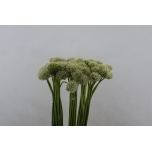 Allium Lauk White Giant 100cm