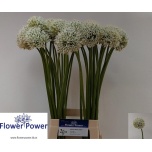 Allium Lauk White Giant 80cm