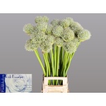 Allium Lauk White Giant 85cm