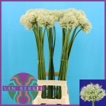Allium Lauk White Giant 90cm