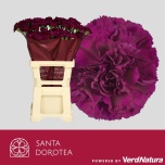 Dianthus Nelk ST Golem*20