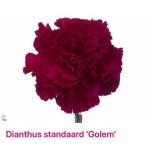Dianthus Nelk ST GOLEM (CO)*20