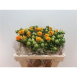 Carthamus Orange Grena 50cm