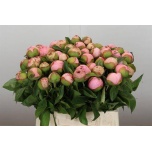 Paeonia Pojeng Angel Cheeks 40cm