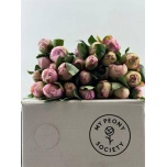 Paeonia Pojeng Angel Cheeks 45cm