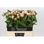 Paeonia Pojeng Angel Cheeks 60cm