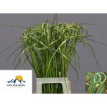 Allium Lauk ophioscorodon curly 75cm