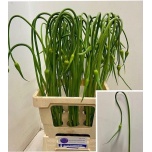 Allium Lauk ophioscorodon curly 80cm