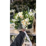 Narcissus Nartsiss ov