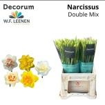 Narcissus Nartsiss ov