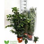 Ficus Viigipuu benj Anastasia 21cm