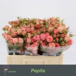 Kobarroos 50cm Pepita