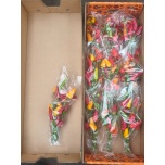 Capsicum Paprika 30cm*10