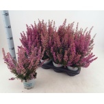 Erica Eerika grac other mixed 12cm