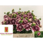 Dahlia Daalia Checkers 55cm