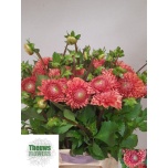 Dahlia Daalia Cornel Bronze 50cm