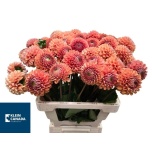 Dahlia Daalia Cornel Bronze 65cm