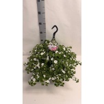 Sutera Suutera ba cabana trailing white 25cm