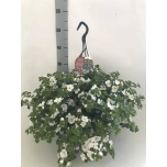 Sutera Suutera ba cabana trailing white 25cm