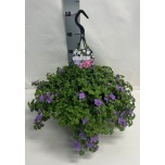 Sutera Suutera bacopa cabana trailing blue 25cm