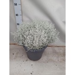 Calocephalus Padipõõsas brow challenge 26cm