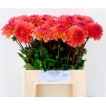 Dahlia Daalia Lindas Baby 40cm