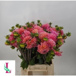 Dahlia Daalia Lindas Baby 45cm