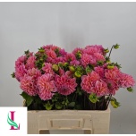 Dahlia Daalia Lindas Baby 50cm