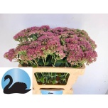 Sedum Kukehari Munstead dark red 55cm