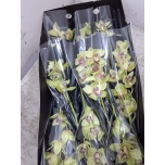 Cymbidium Tsümbiidium ov (Green) 50cm