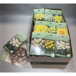 Narcissus Nartsiss sibul