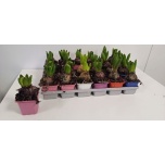 Hyacinthus bol 1 pit mix 7cm