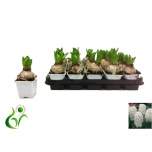 Hyacinthus bol 1 pit mix 7cm