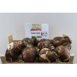 Hippeastrum Ratsuritäht sibul Bloembol