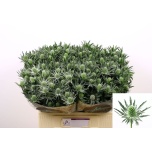 Eryngium Ogaputk Sirius Questar 60cm