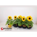Helianthus Päevalill annuus sunsation 12cm