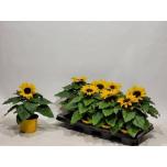 Helianthus Päevalill annuus sunsation 12cm