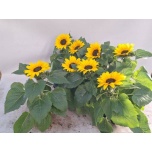 Helianthus Päevalill annuus sunsation 12cm