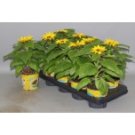 Helianthus Päevalill Annuus Sunsation 13cm