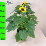 Helianthus Päevalill Sunsation 26cm