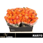 Roos 40cm Mariyo (Tinaw Flower)