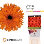 Gerbera GS Orange Springs*15