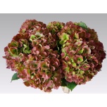 Hydrangea Hortensia Verena Classic 65cm*5
