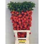 Physalis Füüsal 90cm