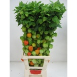 Physalis Füüsal 90cm